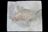 Cystoid Fossil (Holocystites) on Rock - Indiana #85694-1